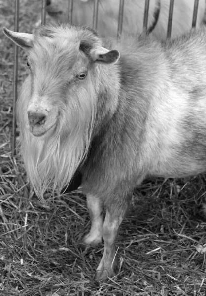 Cabra Doméstica Capra Aegagrus Hircus Una Subespecie Cabra Domesticada Cabra — Foto de Stock