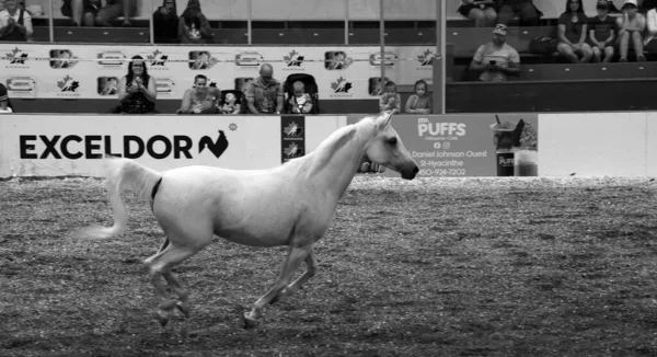 セント ヒーシント クエーケ カナダ 2023 農業フェア博覧会 ヒヤシンス トレーニング のフランス語用語の馬のドレッジは 展示会で行われた乗馬の一種です — ストック写真