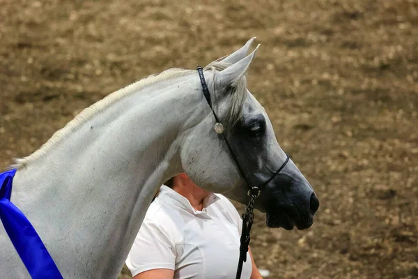 Retrato de cavalo preto pulando cerca contra o pano de fundo do