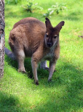 Wallaby, Avustralya ve Yeni Gine 'ye özgü küçük veya orta büyüklükte bir makropod.