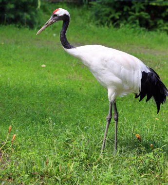 Kırmızı taçlı turna (Grus japonensis), aynı zamanda Mançurya vinci veya Japon turnası olarak da bilinir, dünyanın en nadir turnaları arasında yer alan büyük bir Doğu Asya turnamıdır..