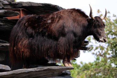 Tibet öküzü, Orta Asya 'nın güneyindeki Himalaya bölgesinde, Tibet Platosu' nda ve Moğolistan ve Rusya 'ya kadar uzanan bölgede bulunan uzun saçlı bir boviddir..