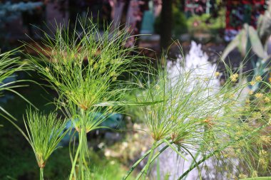 Cyperus papirüsü, daha çok bilinen adıyla papirüs, papirüs dikişi, kağıt kamışı, Hint mat bitkisi veya Nil otuyla bilinir.