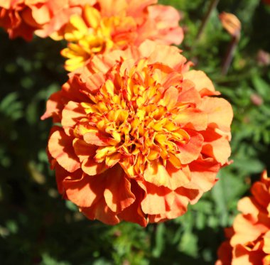 Bahçenin arka planında çiçekler var. 