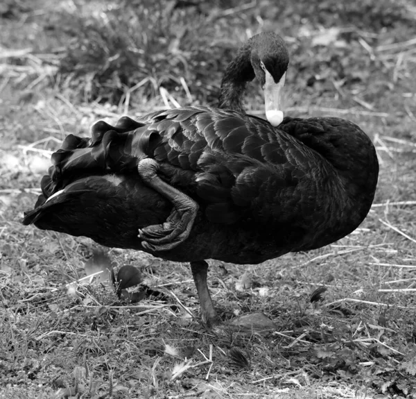 Cisne Negro Gran Ave Acuática Una Especie Cisne Que Reproduce —  Fotos de Stock