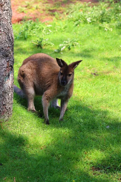 Wallaby Macrópodo Pequeño Mediano Nativo Australia Nueva Guinea — Foto de Stock