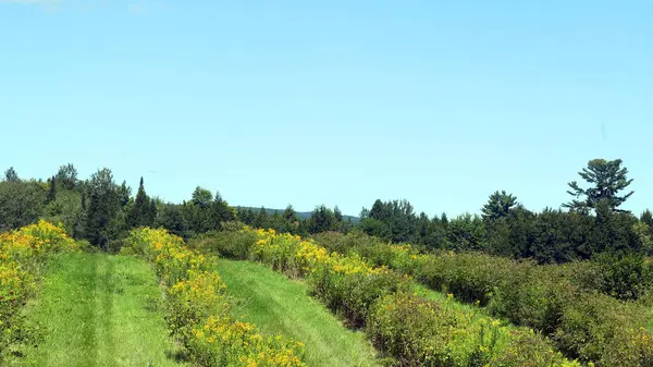 Beautiful Summer Goldenrod Landscape Quebec Canada — Stock Photo, Image