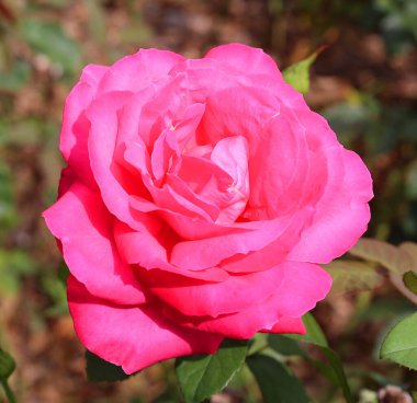 Gül, gülgiller (Rosaceae) familyasından, Rosa cinsinin uzun ömürlü bir çiçeğidir. Yüzden fazla tür ve binlerce tarla kuşu var..