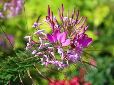 Cleome, Cleomaceae familyasından bir bitki cinsidir ve genellikle örümcek çiçekleri, örümcek bitkileri, örümcek otları veya arı bitkileri olarak bilinir.
