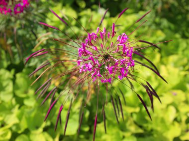 Cleome, Cleomaceae familyasından bir bitki cinsidir ve genellikle örümcek çiçekleri, örümcek bitkileri, örümcek otları veya arı bitkileri olarak bilinir.