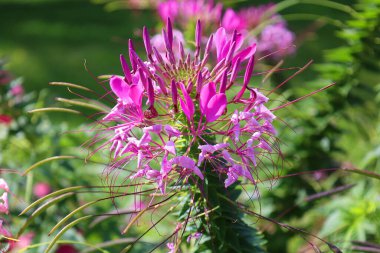 Cleome, Cleomaceae familyasından bir bitki cinsidir ve genellikle örümcek çiçekleri, örümcek bitkileri, örümcek otları veya arı bitkileri olarak bilinir.