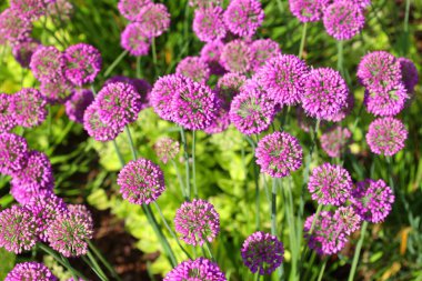 Soğan cinsi Allium tek tip çiçekli bitkilerden oluşur ve soğan, sarımsak, soğan, soğan, soğan, soğan, soğan, soğan, soğan ve pırasa gibi yüzlerce yabani türün yanı sıra.