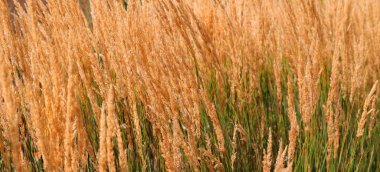 Poaceae ya da Gramineae, otlar olarak bilinen ve yaygın olarak ot olarak adlandırılan büyük ve neredeyse her yerde bulunan bir bitki familyasıdır.