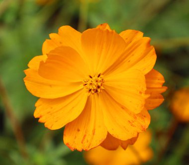 Kozmos sülfür, Asteraceae familyasından bir bitki türü olup sülfür kozmozu ve sarı kozmos olarak da bilinir. Meksika, Orta Amerika ve Kuzey Güney Amerika 'ya özgüdür.