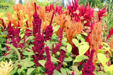 Milletler, dünyanın dört bir yanında tahıl ya da tahıl olarak yetişen, son derece değişken, küçük tohumlu otlardan oluşan bir gruptur..