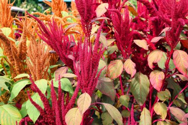 Milletler, dünyanın dört bir yanında tahıl ya da tahıl olarak yetişen, son derece değişken, küçük tohumlu otlardan oluşan bir gruptur..