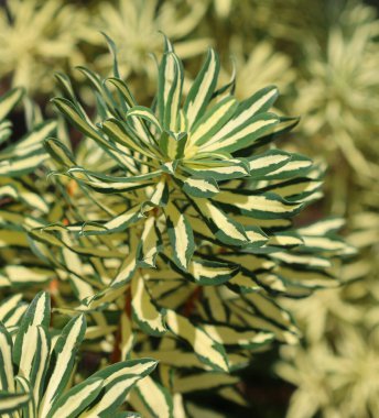 Burkwood daphne, Thymelaeaceae familyasından, Asya, Avrupa ve Kuzey Afrika 'ya özgü, 70 ila 95 yaprak döken türde bir çalılıktır.. 