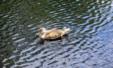 Yaban ördeği veya ördek, ördekgiller familyasından bir ördek türü.