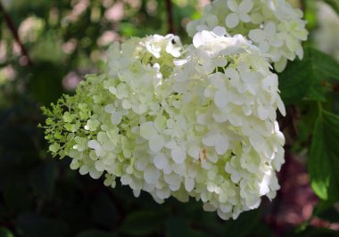 Hydrangea (