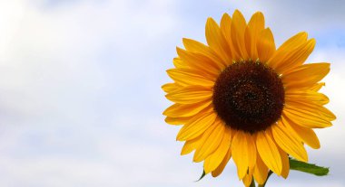 Ayçiçeği Amerika 'ya özgü yıllık bir bitkidir. Büyük bir şişkinliğe sahiptir ve adı genellikle güneşi resmetmek için kullanılan çiçeğin şeklinden ve görüntüsünden türetilmiştir..