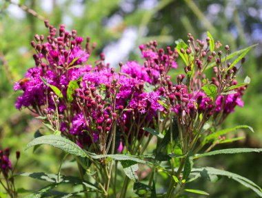 Ageratum houstonianum, commonly known as flossflower, bluemink, blueweed, pussy foot or Mexican paintbrush, is a cool-season annual plant often grown as bedding in gardens
