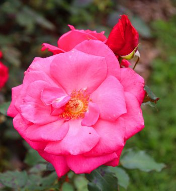 Gül, gülgiller (Rosaceae) familyasından, Rosa cinsinin uzun ömürlü bir çiçeğidir. Yüzden fazla tür ve binlerce tarla kuşu var..