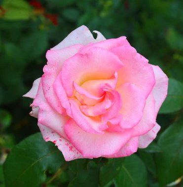 Gül, gülgiller (Rosaceae) familyasından, Rosa cinsinin uzun ömürlü bir çiçeğidir. Yüzden fazla tür ve binlerce tarla kuşu var..