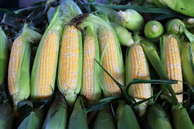 Tatlı mısır, yüksek şeker içerikli bir mısır çeşididir. Bu, şekerin mısırın içindeki nişasta dönüşümünü kontrol eden genlerdeki doğal çekinik mutasyonun sonucudur.