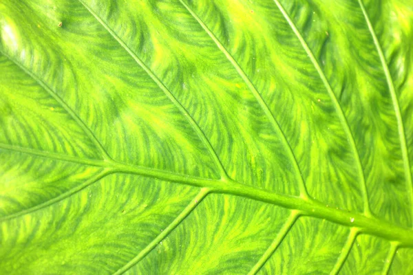 Folha Verde Orelha Elefante Selva Textura Folha Verde Com Padrão — Fotografia de Stock