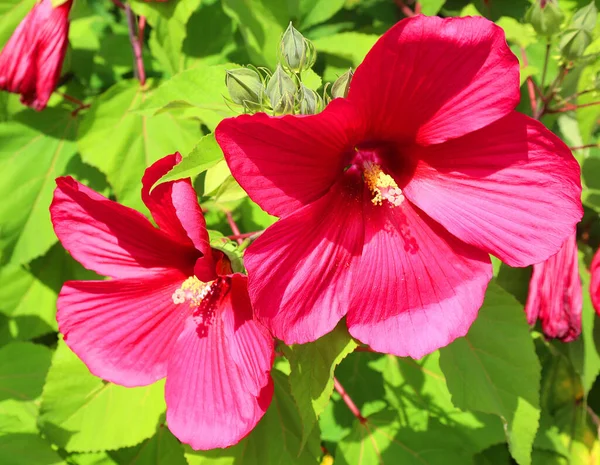 Hibiszkusz Mályvacukor Családba Tartozó Virágzó Növények Nemzetsége Malvaceae Elég Nagy — Stock Fotó