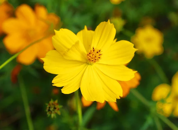 Kosmos Síra Druh Kvetoucí Rostliny Slunečnicové Čeledi Asteraceae Známé Také — Stock fotografie