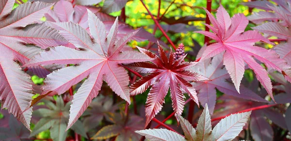 Ricinus communis, the castor bean or castor oil plant is a species of perennial flowering plant in the spurge family, Euphorbiaceae. It is the sole species in the monotypic genus, Ricinus