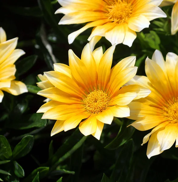 加萨尼亚勘误表 金银花 Splendens 有时被称为宝花 Treasure Flower 是一种产于非洲南部沿海地区的菊科开花植物 — 图库照片