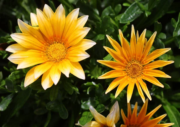 Gazania rigens (syn. G. splendens (bazen hazine çiçeği olarak da bilinir), Asteraceae familyasından Güney Afrika 'nın kıyı bölgelerine özgü bir bitki türüdür.