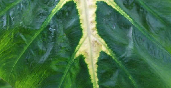 Grüne Blätter Von Elefantenohren Dschungel Grüne Blatttextur Mit Minimalem Muster — Stockfoto