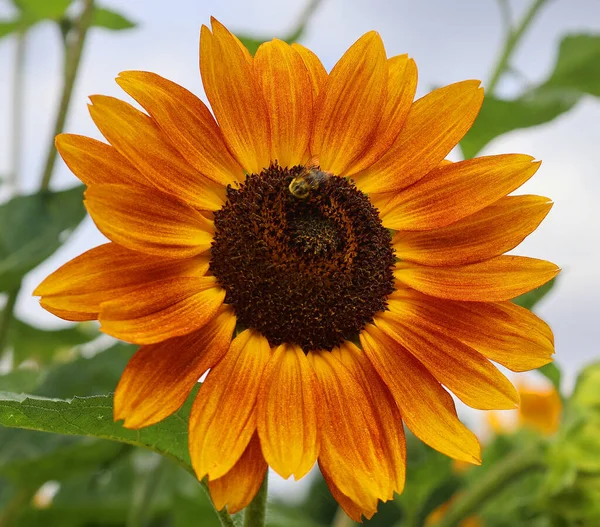 Die Sonnenblume Ist Eine Einjährige Pflanze Die Amerika Beheimatet Ist — Stockfoto