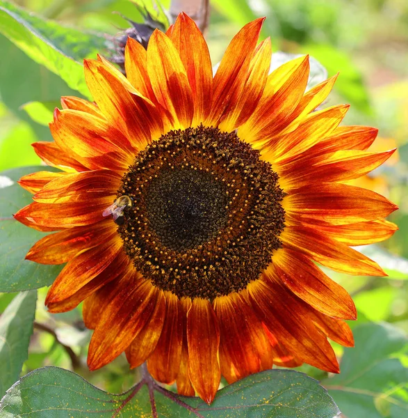 向日葵是一种原产于美洲的一年生植物 它有一个巨大的花序 它的名字来源于花的形状和形象 它经常被用来描绘太阳 — 图库照片