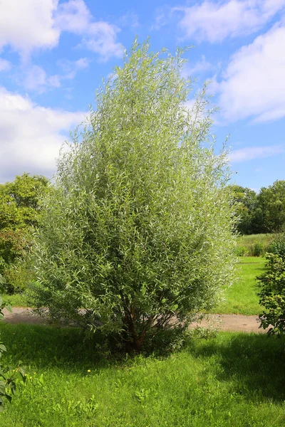 stock image Weeping Golden Willow, is the most popular and widely grown weeping tree in the warm temperate regions of the world