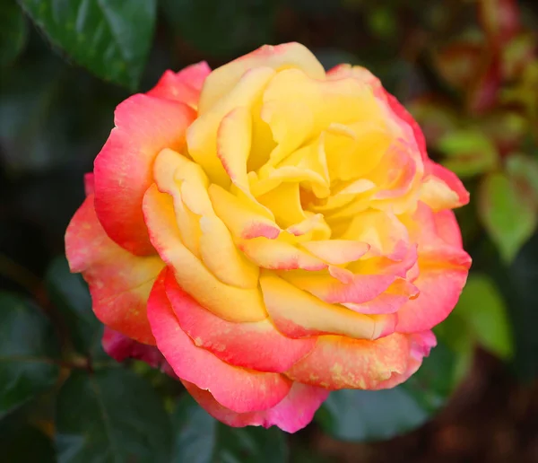 Růže Dřevitá Trvalková Rostlina Rodu Rosa Čeledi Rosaceae Nebo Květina — Stock fotografie