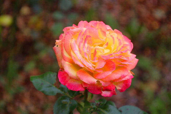 A rose is a woody perennial flowering plant of the genus Rosa, in the family Rosaceae, or the flower it bears. There are over a hundred species and thousands of cultivars.