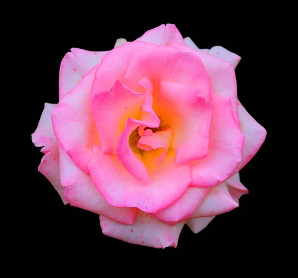 バラは バラ科のロサ属の木質多年草の開花植物 またはそれが負担する花です 100種以上の種と何千もの品種があります — ストック写真