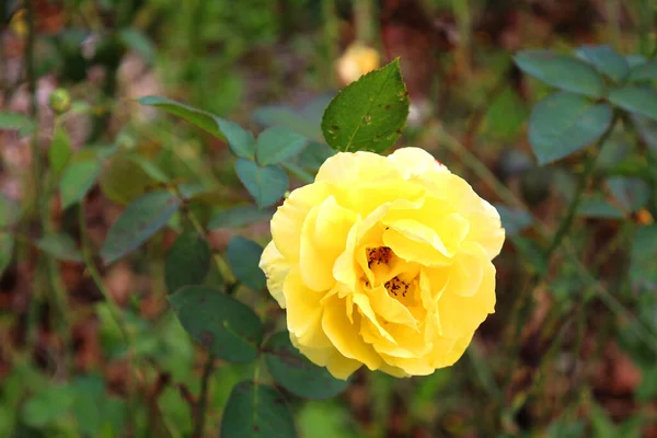 Růže Dřevitá Trvalková Rostlina Rodu Rosa Čeledi Rosaceae Nebo Květina — Stock fotografie