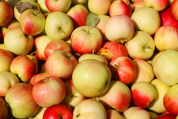 Μήλα Στην Αγορά Είναι Ένα Φυλλοβόλο Δέντρο Στην Οικογένεια Των — Φωτογραφία Αρχείου
