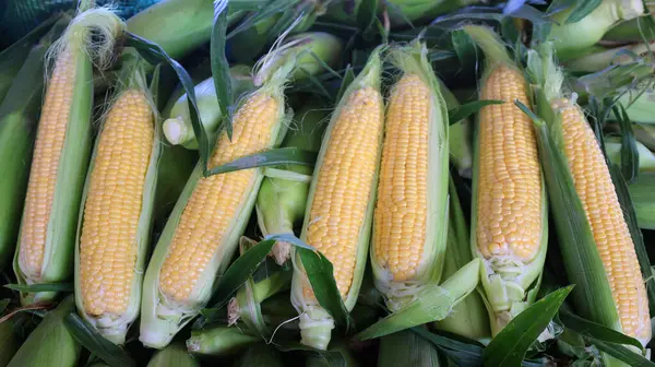 Сладкая Кукуруза Является Разнообразием Кукурузы Высоким Содержанием Сахара Является Результатом — стоковое фото