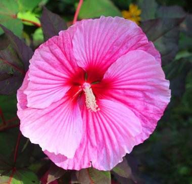 Hibiscus, Malvaceae familyasından bir bitki cinsidir. Oldukça büyüktür ve ılıman, subtropikal ve tropikal bölgelere özgü birkaç yüz tür içerir..