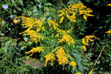 Solidago, Asteraceae familyasından yaklaşık olarak 100 ila 120 arasında çiçekli bitki türü. Çoğu bitkisel hayatta olan türler açık alanlarda bulunur.