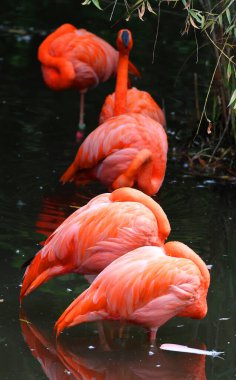 Amerikan flamingoları (Phoenicopterus ruber), büyük flamingo ve Şili flamingosuyla yakından ilişkili büyük bir flamingo türüdür..