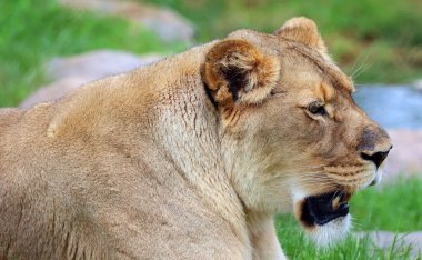 Aslan, Panthera cinsindeki dört büyük kediden biri ve Felidae familyasının bir üyesidir. Bazı erkekler 250 kg ağırlığı (550 lb) aşarak kaplandan sonra yaşayan en büyük ikinci kedidir.