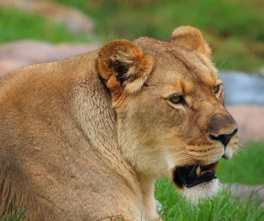 Aslan, Panthera cinsindeki dört büyük kediden biri ve Felidae familyasının bir üyesidir. Bazı erkekler 250 kg ağırlığı (550 lb) aşarak kaplandan sonra yaşayan en büyük ikinci kedidir.