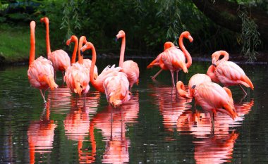 Amerikan flamingoları (Phoenicopterus ruber), büyük flamingo ve Şili flamingosuyla yakından ilişkili büyük bir flamingo türüdür..